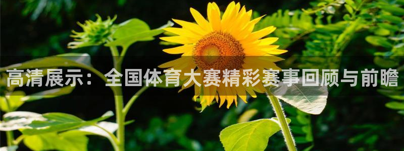 梦想世界手游官网：高清展示：全国体育大赛精彩赛事回顾与前瞻